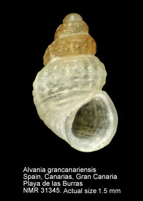 Alvania grancanariensis.JPG - Alvania grancanariensisSegers,1999